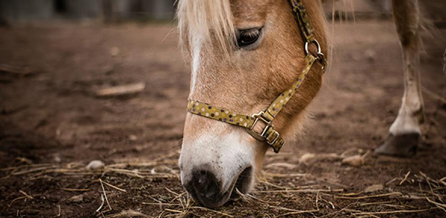 Pony grazing