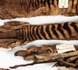 The five thylacine skins sent to Cambridge by Morton Allport