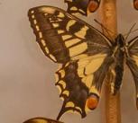 A butterfly behind glass