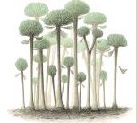 Illustration of Calamophyton trees