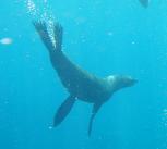 Seal swimming in the sea near Robinson Crusoe Island