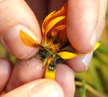 Petals of daisy with fake lady fly visible