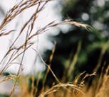 Wheat field