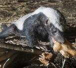 Honey badger eating honeycomb