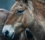 Przewalski’s horses, by Neil Aldridge