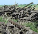 Pile of yew trunks at the edge of an agricultural field 