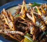 deep fried locusts