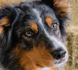 Dog in hay barn