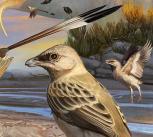 Artist's impression of Navaornis, a bird from the age of dinosaurs.