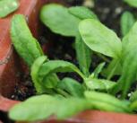 Arabidopsis Thaliana planted in Laboratory