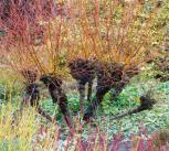 The stools of pollarded willow are a focal point in the Winter Garden