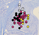 Location of neurons predicting partner’s choices superimposed on a stained section through one animal’s amygdala. Colours indicate different nuclei.