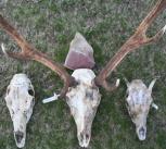 Deer skulls