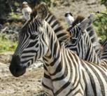 Zebras on the run can razzle-dazzle their enemies