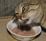 Hank The Cat Eating Tuna Fish