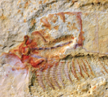 Top: Complete specimen of Chengjiangocaris kunmingensis from the early Cambrian Xiaoshiba biota of South China. Bottom: Magnification of ventral nerve cord of Chengjiangocaris kunmingensis.