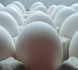 A tray of eggs up close