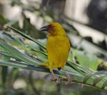 The African Golden Weaver, Zanzibar