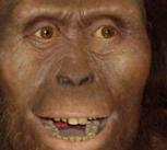 Australopithecus afarensis reconstruction