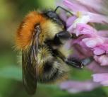 Bombus pascuorum