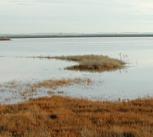 Saltmarshes starting to be inundated by the tide at Abbots Hall, Cumbria, UK