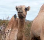 Camel farming