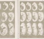 Comparison of embryos of fish, salamander, turtle, chick, pig, cow, rabbit and human embryos at three different stages of development.