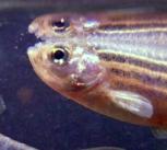 Danio rerio (Zebrafish)