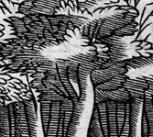 Henry Peacham, 'Silvius', from Minerva Britanna (1612)