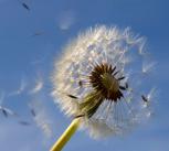 Dandelion clock