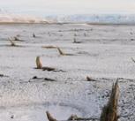 Subfossil trees preserved in Iceland