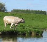 Cattle grazing in the River Ouse water meadows south of Ely