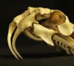 Skull of Bitus arietans –  or Puff Adder – from the family Viperidae