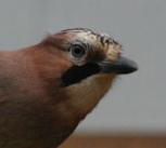 Eurasian jay