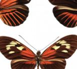 A range of wing patterns across Heleconius butterfly species. 