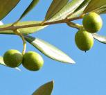 Growing Olives