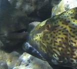 Grouper and moray.