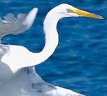 Egret Wings of White