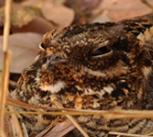 Mozambique Nightjar