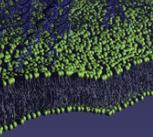 A lipid membrane functionalised with DNA-linkers