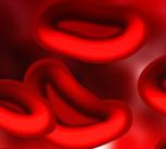 Red blood cells (illustration)