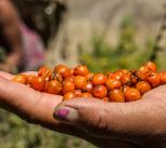 High Mountain Agribusiness and Livelihood Improvement Project in Nepal