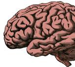 Illustration of brain anatomy