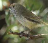 Brown thornbill