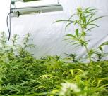 A cannabis setup inside a residential premises in the West Midlands. Image: West Midlands Police.