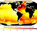 Map of depth-integrated anthropogenic carbon