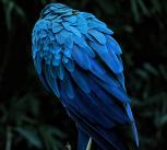 Macaw