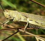 Grasshopper of Acrididae family: Anacridium aegyptium