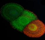 Colony of the Flavobacterium IR1