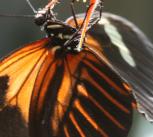 Heliconius Melpomene.